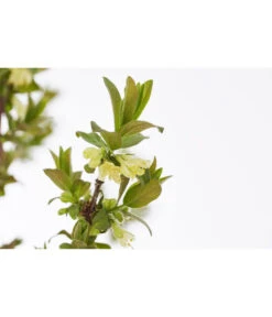 Sibirische Blaubeere 'MyBerry® Sweet' -Pflanzenglück Geschäft 7756463 PR DE 001 SibirischeBlaubeereMyBerrySweet5LDehnerExpressZS