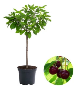 Zwergsüßkirsche 'Stella Compact'