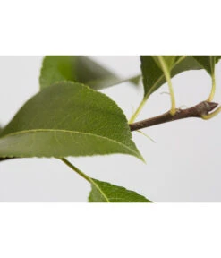 Süßkirsche 'Sunburst' -Pflanzenglück Geschäft 7760614 PR DE 001 KirscheSunburstPrunusBusch95LiterDehnerExpressZS