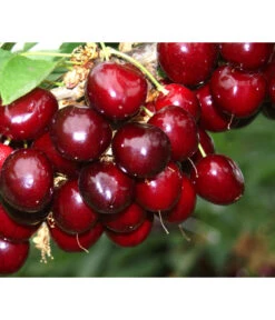 Süßkirsche 'Sunburst' -Pflanzenglück Geschäft 7760614 PR MO 001 KirscheSunburst