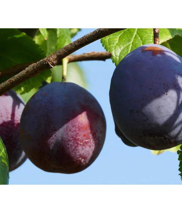 Dehner Pflaume 'The Czar' 3 Dehner Pflaume 'The Czar'