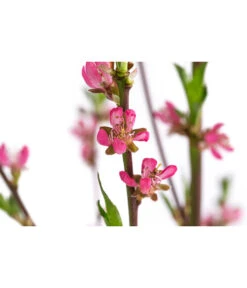 Tellerpfirsich 'Sugar Baby' -Pflanzenglück Geschäft 7763352 WE DE 001 PrunusTellerpfirsichSugarBaby