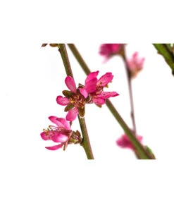 Teller-Nektarine 'Honey®' 9 Teller-Nektarine 'Honey®' -Pflanzenglück Geschäft 7763394 WE DE 003 PrunusTellernektarineHoney