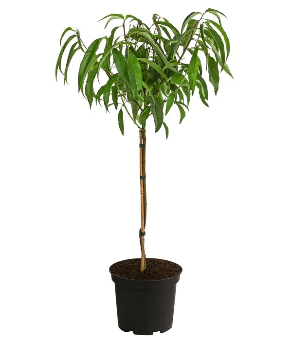 Teller-Nektarine 'Honey®' 4 Teller-Nektarine 'Honey®' – Bild 2