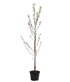 Teller-Nektarine 'Honey®' 8 Teller-Nektarine 'Honey®' -Pflanzenglück Geschäft 7763394 WE FS 002 PrunusTellernektarineHoney