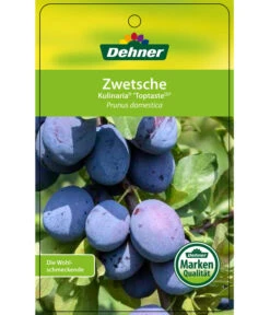 Zwetschge 'Kulinaria-Toptaste' 8 Zwetschge 'Kulinaria-Toptaste' -Pflanzenglück Geschäft 7763881 ZwetscheKulinariaToptaste Etikett 1