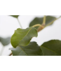 Herbstapfel 'Topaz' -Pflanzenglück Geschäft 7763931 PR DE 001 ApfelTopazMalusBusch95LiterDehnerExpressZS