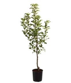 Herbstapfel 'Topaz' -Pflanzenglück Geschäft 7763931 PR FS 001 ApfelTopazMalusBusch95LiterDehnerExpressZS