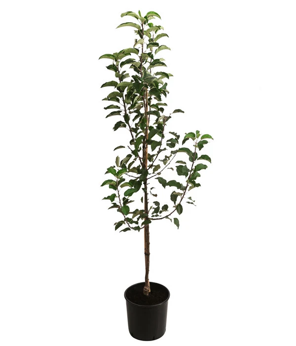 Apfel-Duo 'Topaz/Pinova' 4 Apfel-Duo 'Topaz/Pinova' – Bild 2