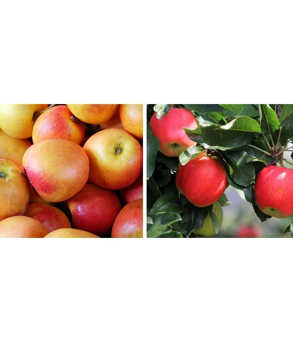 Apfel-Duo 'Topaz/Pinova' 3 Apfel-Duo 'Topaz/Pinova'