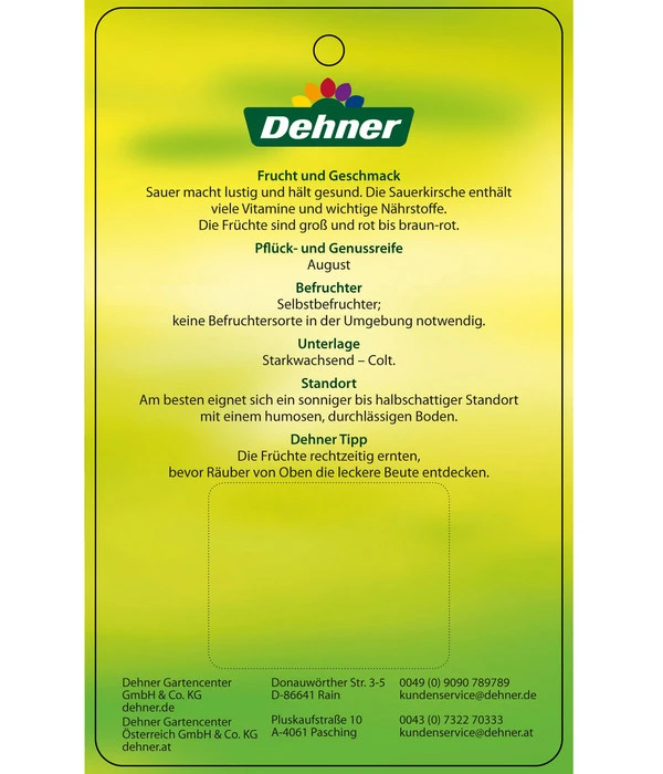 Sauerkirsche 'Ungarische Traubige', Busch 6 Sauerkirsche 'Ungarische Traubige', Busch – Bild 4