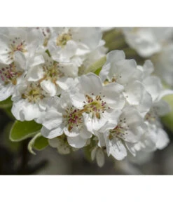 Herbstbirne 'Vereinsdechant' -Pflanzenglück Geschäft 7772064 PR FS 011 PyrusVereinsdechantBirnePixabay