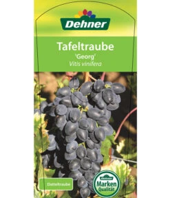 Tafeltraube 'Georg' 10 Tafeltraube 'Georg' -Pflanzenglück Geschäft 7773575 TafeltraubeGeorg Etikett 1