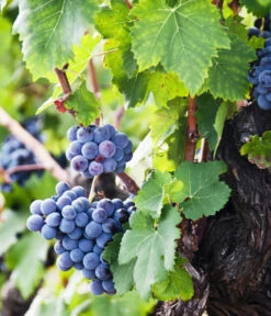 XXL Weinrebenstamm, Ca. 200-220 Cm, Verschiedene Sorten 7 XXL Weinrebenstamm, Ca. 200-220 Cm, Verschiedene Sorten -Pflanzenglück Geschäft 7773617 WE MO 002 WeinrebenStammXXL