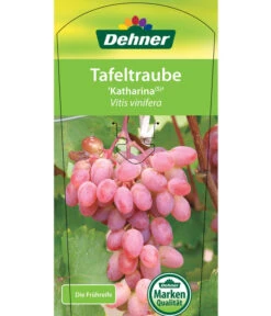 Tafeltraube 'Katharina' -Pflanzenglück Geschäft 7773716 TafeltraubeKatharina Etikett 1