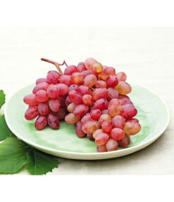 Tafeltraube 'Katharina' -Pflanzenglück Geschäft 7773716 WE MO 001 WeinKatharina