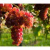 Tafeltraube 'Katharina' -Pflanzenglück Geschäft 7773716 WE MO 002 TraubeKatharina