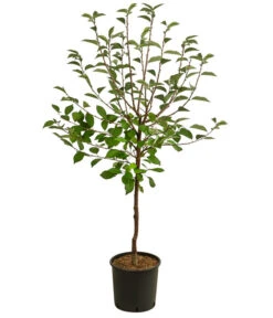 Sauerkirsche 'Vowi' 7 Sauerkirsche 'Vowi' -Pflanzenglück Geschäft 7773765 WE FS 001 PrunusSauerkirscheVowi