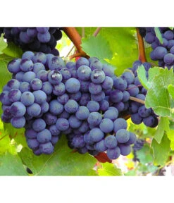 Bestseller 19 Dehner Gourmet Garten Tafeltraube 'Muscat Blue'