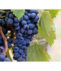 Dehner Gourmet Garten Tafeltraube 'Muscat Blue' 8 Dehner Gourmet Garten Tafeltraube 'Muscat Blue' -Pflanzenglück Geschäft 7779101 PR DE 002 VitisWeintraubenMuscatBleuPixabay