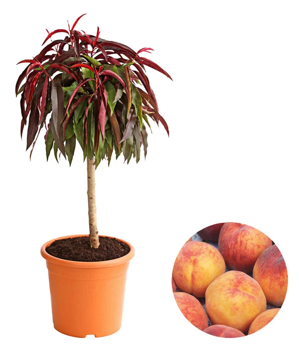 Zwergpfirsich, Rotlaubig 3 Zwergpfirsich, Rotlaubig