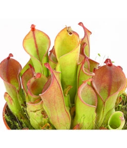 Sumpfkrug - Heliamphora -Pflanzenglück Geschäft 7976046 WE DE 001 SumpfkrugHeliamphoraHeterodoxaXMinorT9DehnerExpressHerzig