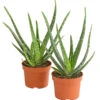 Echte Aloe-Set - Aloe Vera 2 Echte Aloe-Set - Aloe Vera -Pflanzenglück Geschäft 7976236 WE FS 001 AloeVera2erSet2JahreT10DehnerExpressHerzig