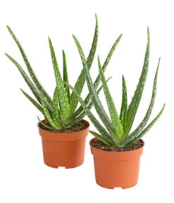 Echte Aloe-Set - Aloe Vera