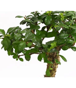 Bonsai Fukientee - Carmona Microphylla, Kugelförmig, 6 Jahre 7 Bonsai Fukientee - Carmona Microphylla, Kugelförmig, 6 Jahre -Pflanzenglück Geschäft 7977036 WE DE 001 BonsaiFukienteeCarmonaMicrophylla6JahreKugelformDehnerExpressHerzig