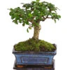 Bonsai Fukientee - Carmona Microphylla, Kugelförmig, 6 Jahre 2 Bonsai Fukientee - Carmona Microphylla, Kugelförmig, 6 Jahre -Pflanzenglück Geschäft 7977036 WE FS 001 BonsaiFukienteeCarmonaMicrophylla6JahreKugelformDehnerExpressHerzig