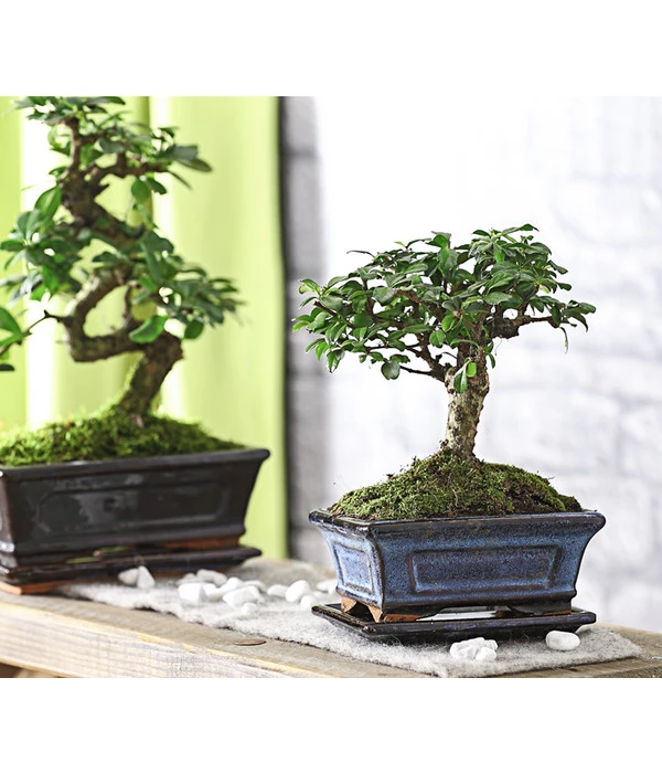 Bonsai Fukientee - Carmona Microphylla, Kugelförmig, 6 Jahre 4 Bonsai Fukientee - Carmona Microphylla, Kugelförmig, 6 Jahre – Bild 2