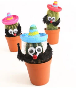Kaktus Mit Sombrero - Cactaceae, Verschiedene Sorten -Pflanzenglück Geschäft 7977291 WE DE 001 KakteenMitSombreroDehnerExpressHerzig
