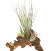 Tillandsien-Arrangement Auf Mopani-Wurzel - Tillandsia Hybride, 3-teilig 2 Tillandsien-Arrangement Auf Mopani-Wurzel - Tillandsia Hybride, 3-teilig -Pflanzenglück Geschäft 7977580 WE FS 001 TIllandsienAufMopaniwurzelXL3PflanzenDehnerExpressHerzig