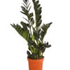 Glücksfeder - Zamioculcas 'Raven' 1 Glücksfeder - Zamioculcas 'Raven' -Pflanzenglück Geschäft 7988314 PR FS 001 ZamioculcasRavenT17DehnerExpressHerzig
