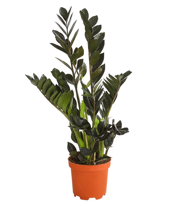 Glücksfeder - Zamioculcas 'Raven' 3 Glücksfeder - Zamioculcas 'Raven'
