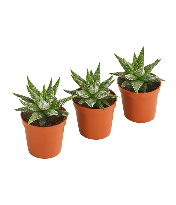 Haworthia - Haworthie Fasciata, 3er-Set 3 Haworthia - Haworthie Fasciata, 3er-Set