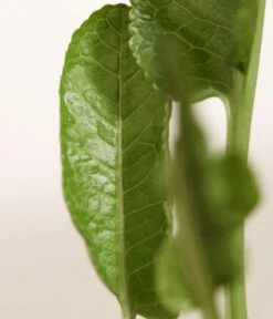 Meerrettich 9 Meerrettich -Pflanzenglück Geschäft 8001000 WE DE 003 Meerrettich DehnerExpressZS