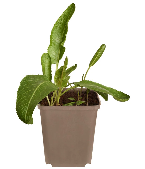 Meerrettich 3 Meerrettich