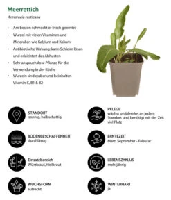 Meerrettich 8 Meerrettich -Pflanzenglück Geschäft 8001000 WE IG 001 Meerrettich