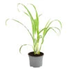 Dehner Gourmet Garten Zitronengras 1 Dehner Gourmet Garten Zitronengras -Pflanzenglück Geschäft 8002495 WE FS 001 GourmetGartenZitronengrasT12