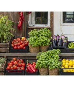 Tomate 'Previa' 8 Tomate 'Previa' -Pflanzenglück Geschäft 8002578 WE MO 001 BellaItaliaTomatePaprikaBasilikum2021GC04