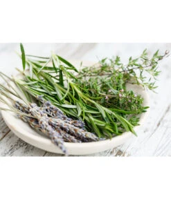 Dehner Gourmet Garten Hänge-Rosmarin -Pflanzenglück Geschäft 8035750 WE MO 001 RosmarinCapriPixabay