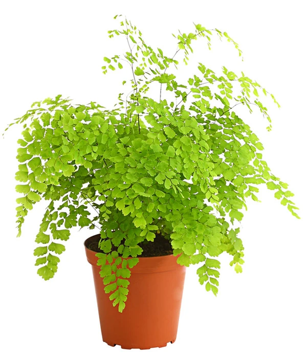 Frauenhaarfarn - Adiantum Raddianum 3 Frauenhaarfarn - Adiantum Raddianum