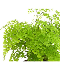 Frauenhaarfarn - Adiantum Raddianum 7 Frauenhaarfarn - Adiantum Raddianum -Pflanzenglück Geschäft 8200537 WE DE FrauenhaarfarnHerzig