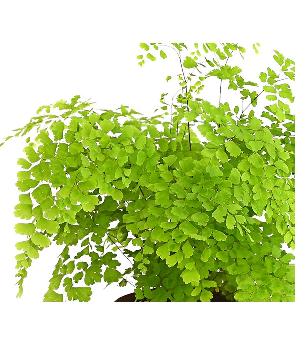 Frauenhaarfarn - Adiantum Raddianum 5 Frauenhaarfarn - Adiantum Raddianum – Bild 3