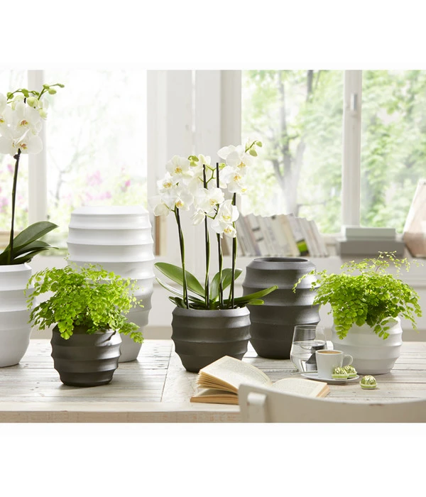 Frauenhaarfarn - Adiantum Raddianum 4 Frauenhaarfarn - Adiantum Raddianum – Bild 2