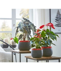 Große Flamingoblume - Anthurium Andreanum 'Adios', Verschiedene Sorten 25 Große Flamingoblume - Anthurium Andreanum 'Adios', Verschiedene Sorten -Pflanzenglück Geschäft 8201253 8736266 8203408 PR MO 003 Anthurien02GC18