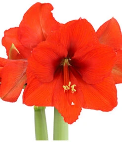 Amaryllis - Hippeastrum 'Superzwiebel' 12 Amaryllis - Hippeastrum 'Superzwiebel' -Pflanzenglück Geschäft 8201618 PR DE 001 AmaryllisHippeastrumRittersternSuperzwiebelT17DehnerExpressHerzig