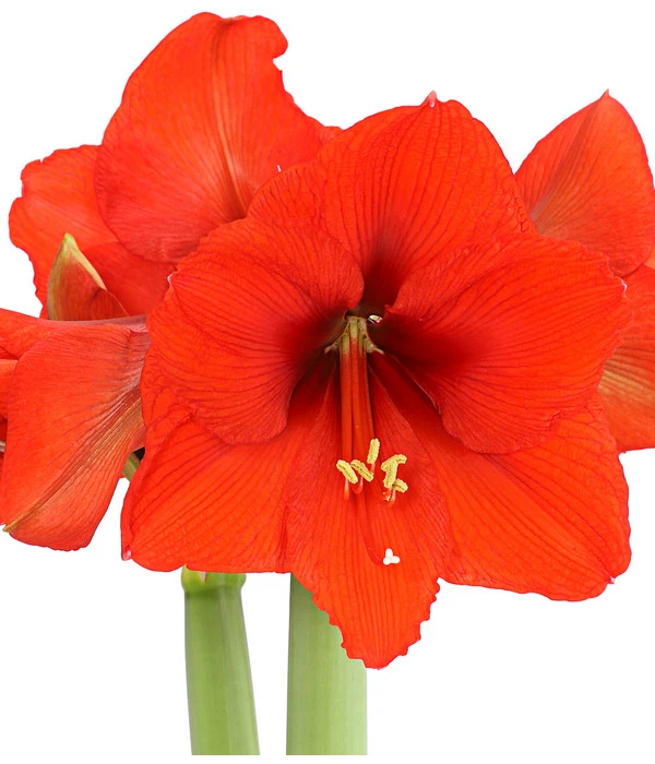 Amaryllis - Hippeastrum 'Superzwiebel' 7 Amaryllis - Hippeastrum 'Superzwiebel' – Bild 5
