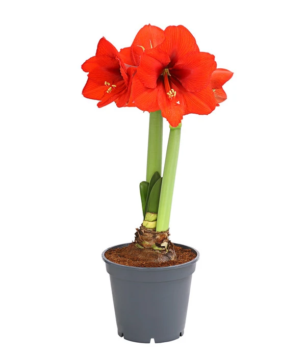 Amaryllis - Hippeastrum 'Superzwiebel' 3 Amaryllis - Hippeastrum 'Superzwiebel'